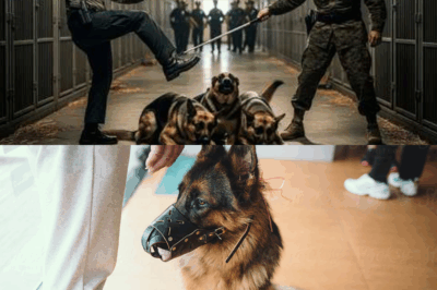Blind Veteran Walks Into a Shelter—What Happened to Three Beaten German Shepherds Will Leave You in Tears!