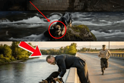 He Thought No One Saw Him Hurt the Dog—But This Marine’s Next Move Changed Everything!