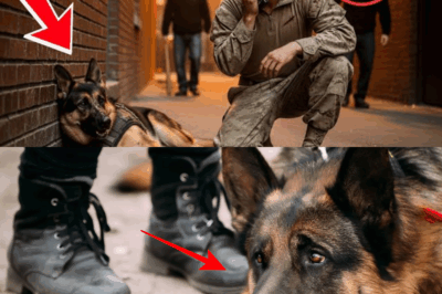 A U.S. Marine Rescued a Beaten German Shepherd from an Alley—Then the Dog’s Next Move Brought Him to Tears!