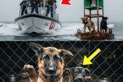 U.S. Coast Guard Stunned by What They Found Chained to a Buoy—Their Next Move Shocked Everyone!