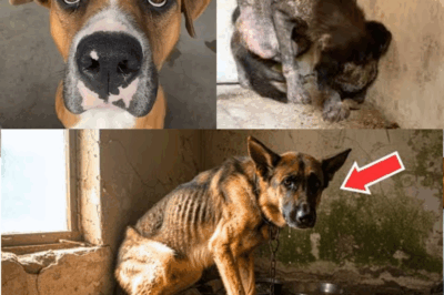 Locked Since 1 Month Old, What This Dog Did When The Door Opened Shocked Everyone!