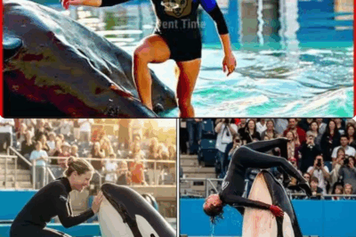 Dolphin Attack On Jessica Redcliffe Real Story Very Emotional 😭 Jessica Orca Attack Original Video