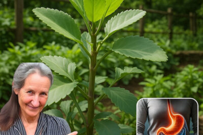 10 Remarkable Benefits of Kalanchoe Pinnata: Nature’s Versatile Healer