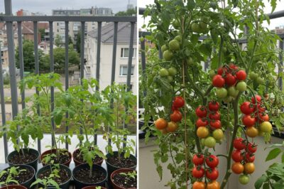Even Struggling Cucumbers, Tomatoes, and Peppers Will Fruit Abundantly Immediately After This Fertilizer — Boost Your Harvest Now