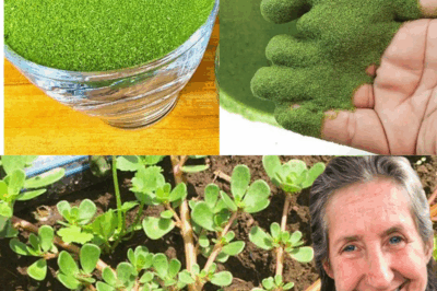 Never step on this weed; it’s considered a ‘gold mine’ in the garden …
