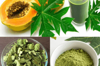Many people love papaya, yet they have no idea how powerful its leaves can be…
