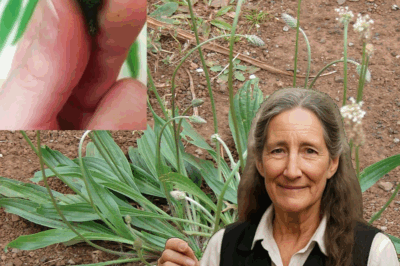 Plantago Lanceolata: The Wild Plant That Heals Almost Everything