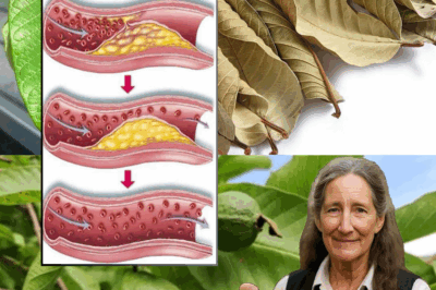 Guava Leaves for Blood Sugar Control: Nature’s Gift for Diabetics