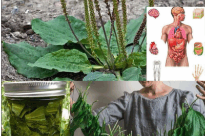 Broadleaf Plantain: Nature’s Healing Herb Uncovered