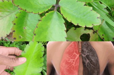 Leaf of Life – The Healing Plant Growing in Your Backyard