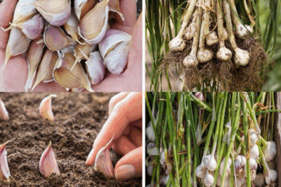 How to grow garlic indoors and care for it….