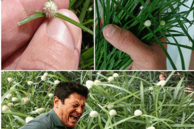 Cyperus Rotundus: The Ancient Herb with Modern Healing Power