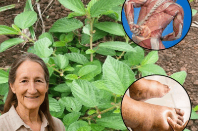 Sida Acuta: Exploring the Healing Properties of this Herbal Remedy