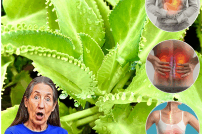  Life Plant: The Hidden Miracle Plant for Health and Healing You Need to Know