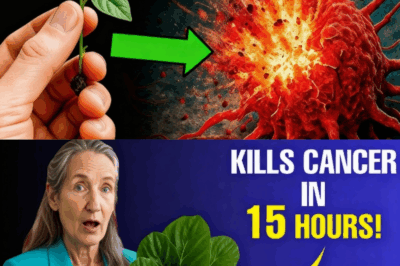 🌿 Unlocking Nature’s Hidden Healers: The Power of Plants for Vibrant Health