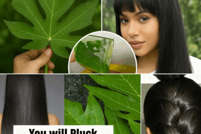 🌿 Can Papaya Leaves Turn Gray Hair Black? Nature’s Secret to Youthful, Vibrant Locks!