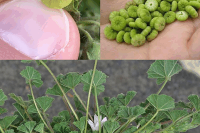 Unveiling the Green Marvel: The Top 10 Health Benefits of Common Mallow Leaves