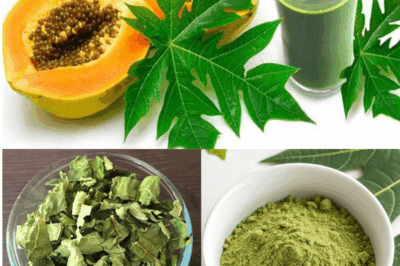 Many people love papaya, yet they have no idea how powerful its leaves can be…