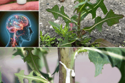 The Power of Wild Lettuce Sap: How to Collect, Use, and Benefit from It
