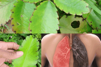 Leaf of Life – The Healing Plant Growing in Your Backyard