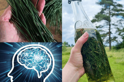 The Power of Pine Needles: 30 Benefits and Homemade Uses