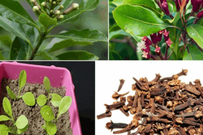 How to Grow Clove Plants at Home Using Simple Seed Techniques