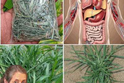 If You See This Plant You’re Sitting on Gold and Don’t Even Know It! …