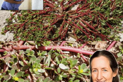 The Superfood That Tastes Better Than Meat – 7 Reasons to Grow It in Your Garden…. 💬👀👇 Must express something to keep getting my recipes….