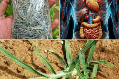 Harnessing the Power of Goose Grass: A Guide to Its Preparation and Therapeutic Uses