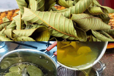Unlock the Powerful Benefits of Guava Leaves for Hair, Skin, and Health