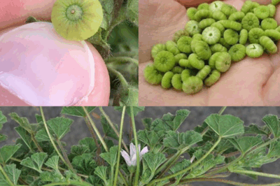 Unveiling the Green Marvel: The Top 10 Health Benefits of Common Mallow Leaves