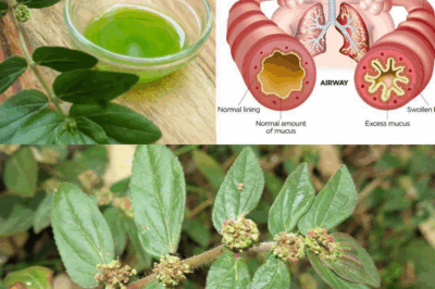 Euphorbia Hirta (Asthma-plant): Traditional Uses and Applications