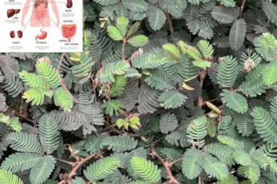 The Healing Power of Mimosa Pudica: 10 Health Benefits and How to Use This Amazing Plant