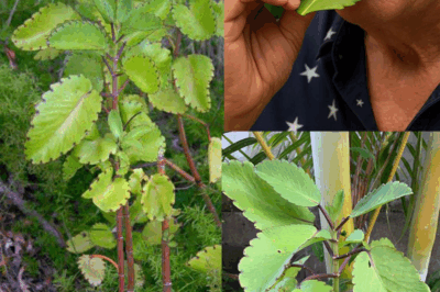 Most people don’t know the power of this Simple Backyard Miracle Plant ….