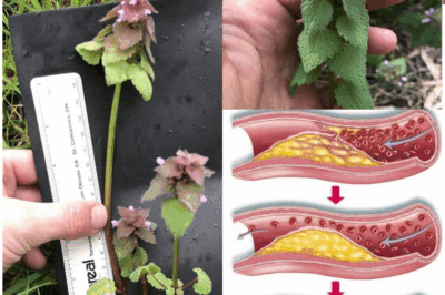 Purple Deadnettle (Lamium purpureum): A Hidden Gem of Medicinal and Practical Uses