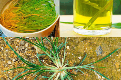 The Hidden Power of Goosegrass