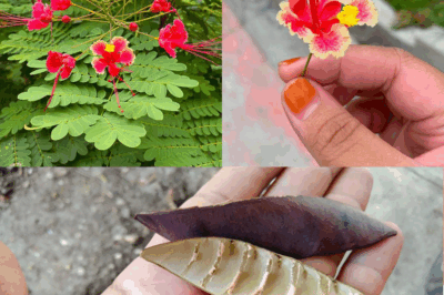 The Amazing Power of Caesalpinia pulcherrima (Peacock Flower)