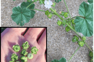 Dwarf Mallow (Malva neglecta): A Powerhouse of Dwarf Mallow (Malva neglecta): A Powerhouse of Health Benefits and UsesHealth Benefits and Uses