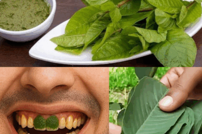 Top 3 Ways to Treat Tooth Decay with Guava Leaves – Simple and Cost-Effective
