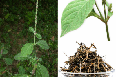 Achyranthes aspera: The Roadside Herb That Cleanses, Heals, and Protects