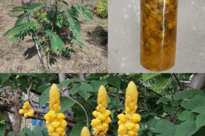 The Powerful Medicinal Benefits and Uses of Senna alata