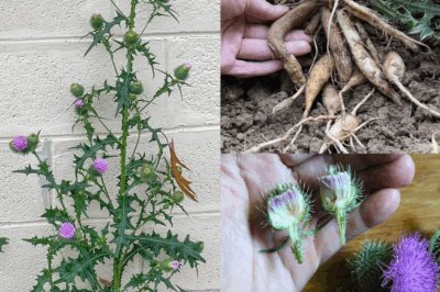 Bull Thistle (Cirsium vulgare): A Wild Plant with Surprising Benefits