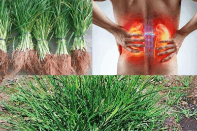 Seeing this plant is like finding “gold” in the garden, don’t throw it away…