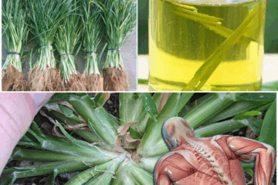 The plant you see in the picture is one of the most miraculous plants in the world ….