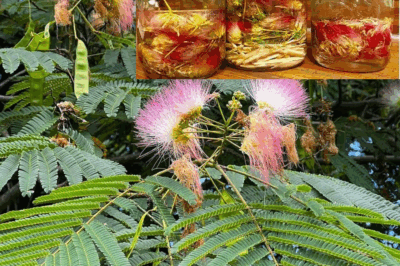 Albizia julibrissin: Exploring the Benefits of Bark, Flowers, and Leaves