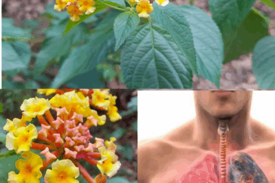 The Hidden Power of Common Lantana (Lantana camara): What You Can Safely Do with It at Home