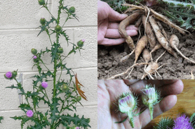 Bull Thistle (Cirsium vulgare): A Wild Plant with Surprising Benefits