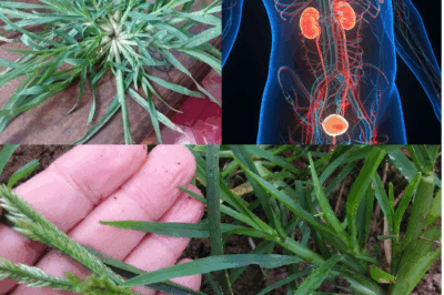 30 Incredible Benefits of Goosegrass (Eleusine indica)