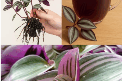 Tradescantia zebrina: The Colorful Healer Hidden in Plain Sight