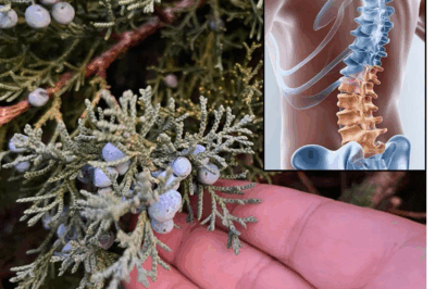 Juniper: A Comprehensive Guide to Its Benefits and Uses